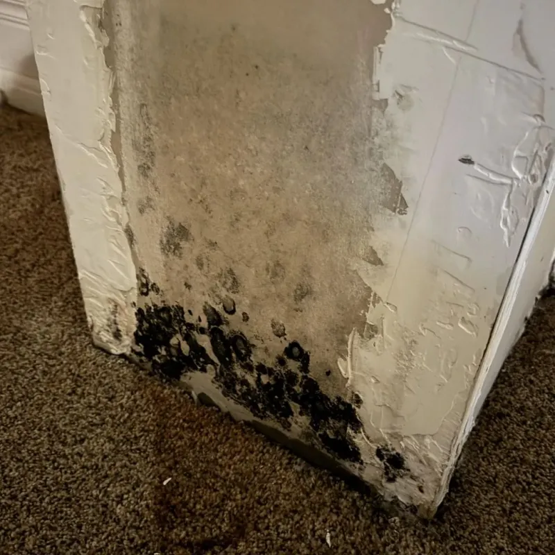 Professional Mold Removal in Jeffersonville, OH